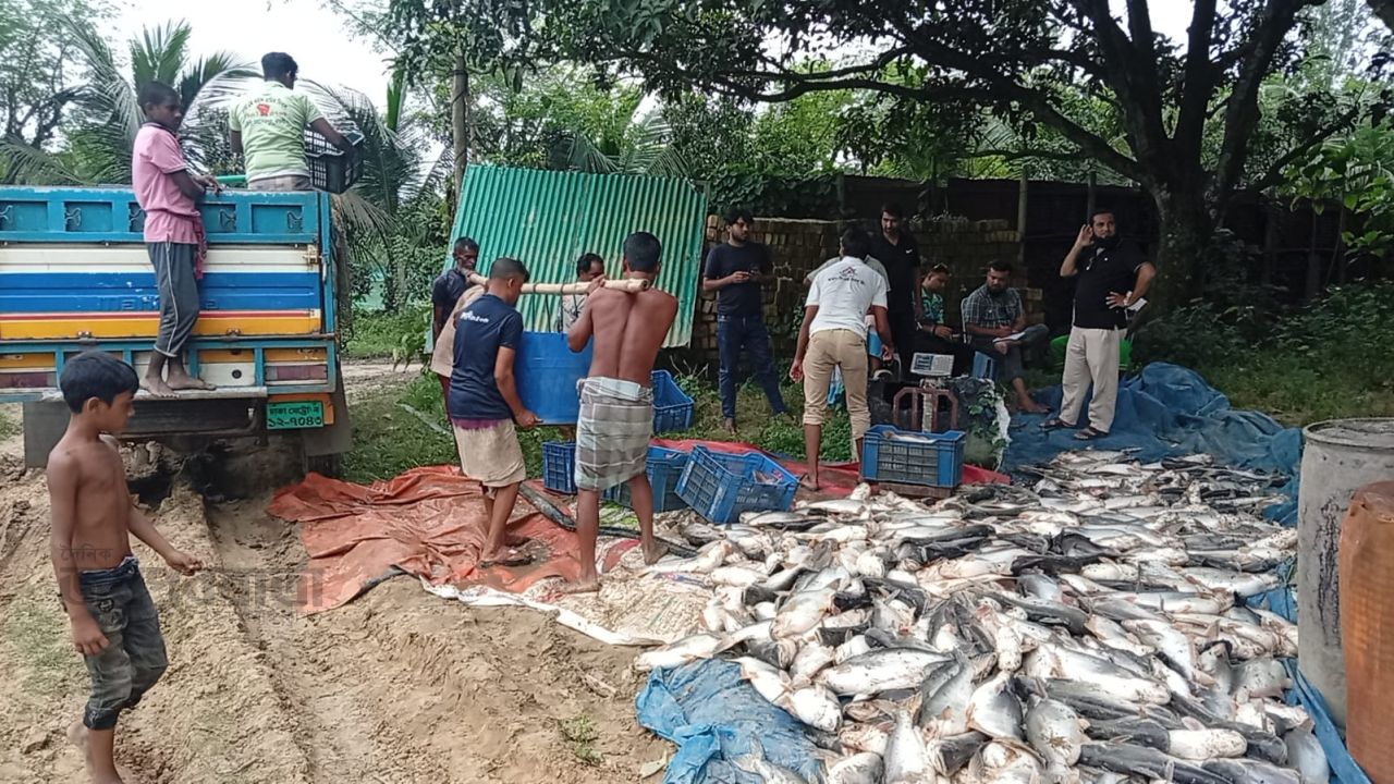 মহাদেবপুরে পুকুরে বিষ প্রয়োগ, ৪০ লাখ টাকার মাছ নিধন