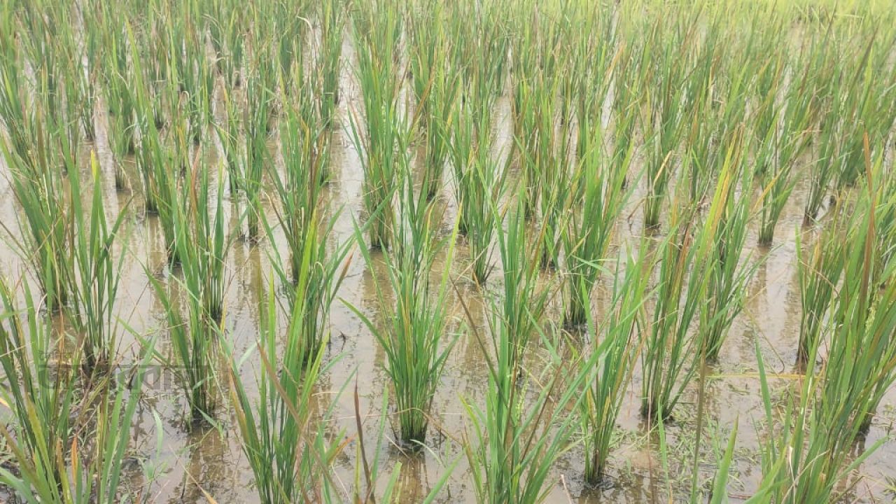 বাইশারীতে রনজিত পাইজাম ধান চাষ করে কৃষকের মাথায় হাত