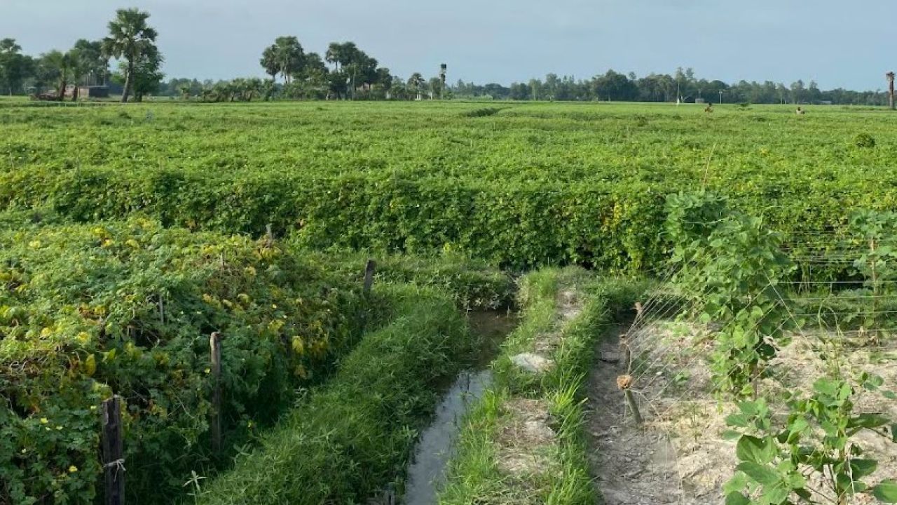 ধানের পাশাপাশি উঁচু জমিতে করোলা-পটল চাষ করছেন  কৃষকরা