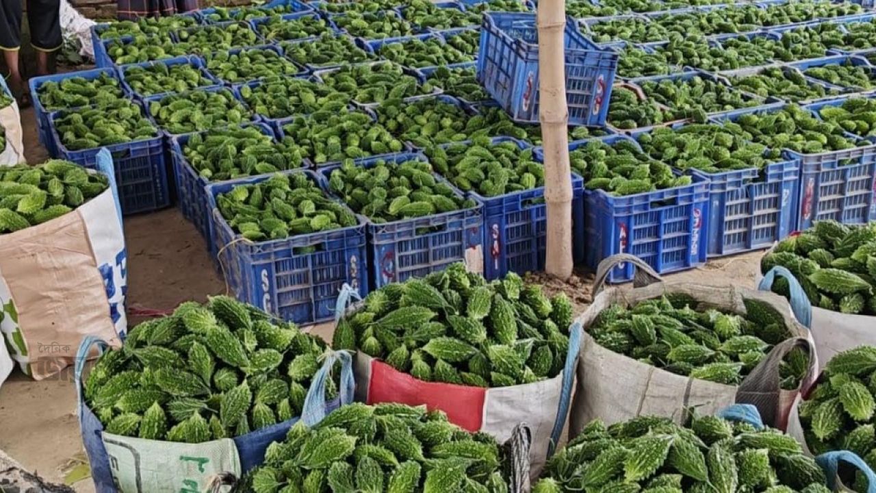 হাট নয়,গ্রামেই দিনে ৩০০ মণ করলার বেচাকেনা