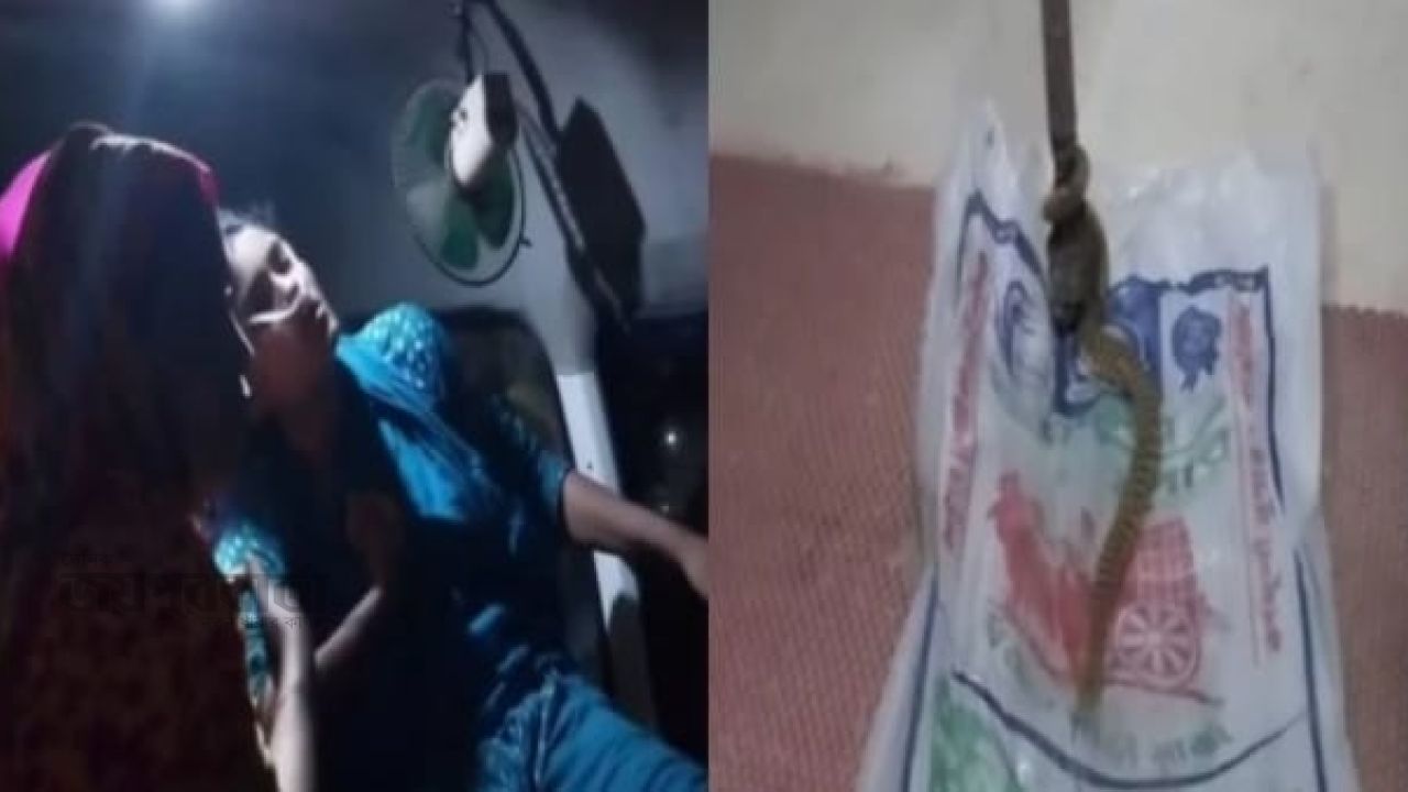 নকলায় সাপের কামড়ে আহত মেয়েকে নিয়ে হাসপাতালে বাবা,সঙ্গে জীবন্ত সাপ!
