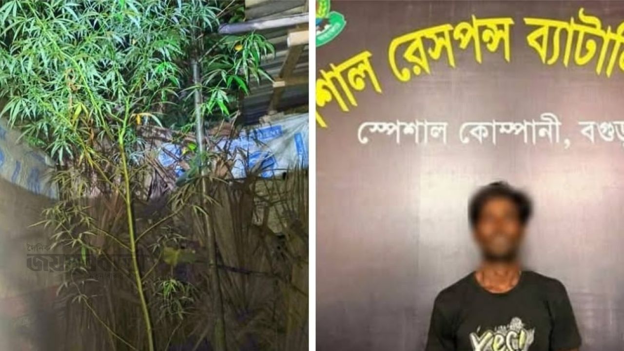 দুপচাঁচিয়ায় গাঁজার গাছসহ যুবক গ্রেপ্তার