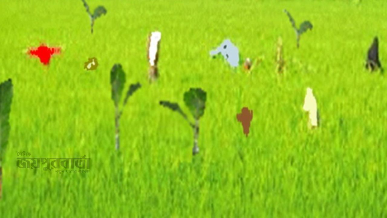 ঘোড়াঘাটে আমন ক্ষেতে ইঁদুরের আক্রমন কৃষক দিশেহারা
