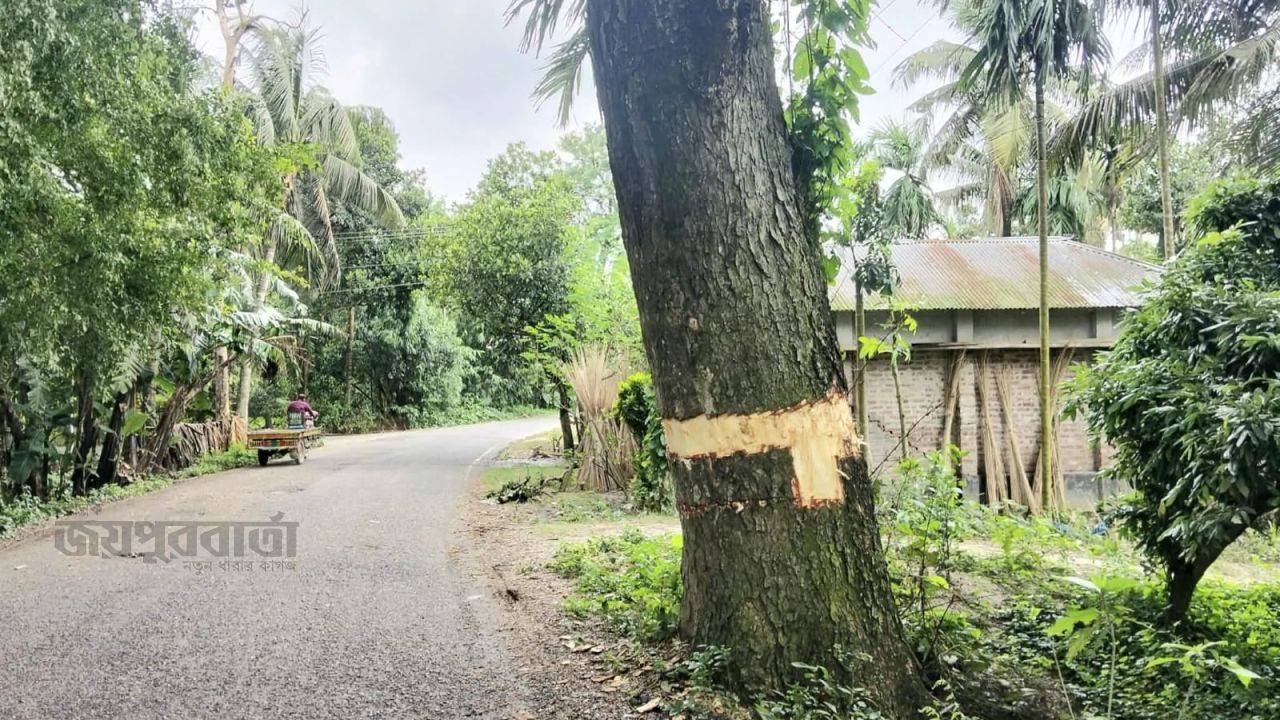 বাগাতিপাড়ায় সরকারি গাছের ছাল কেটে ক্ষতিসাধনের অভিযোগ