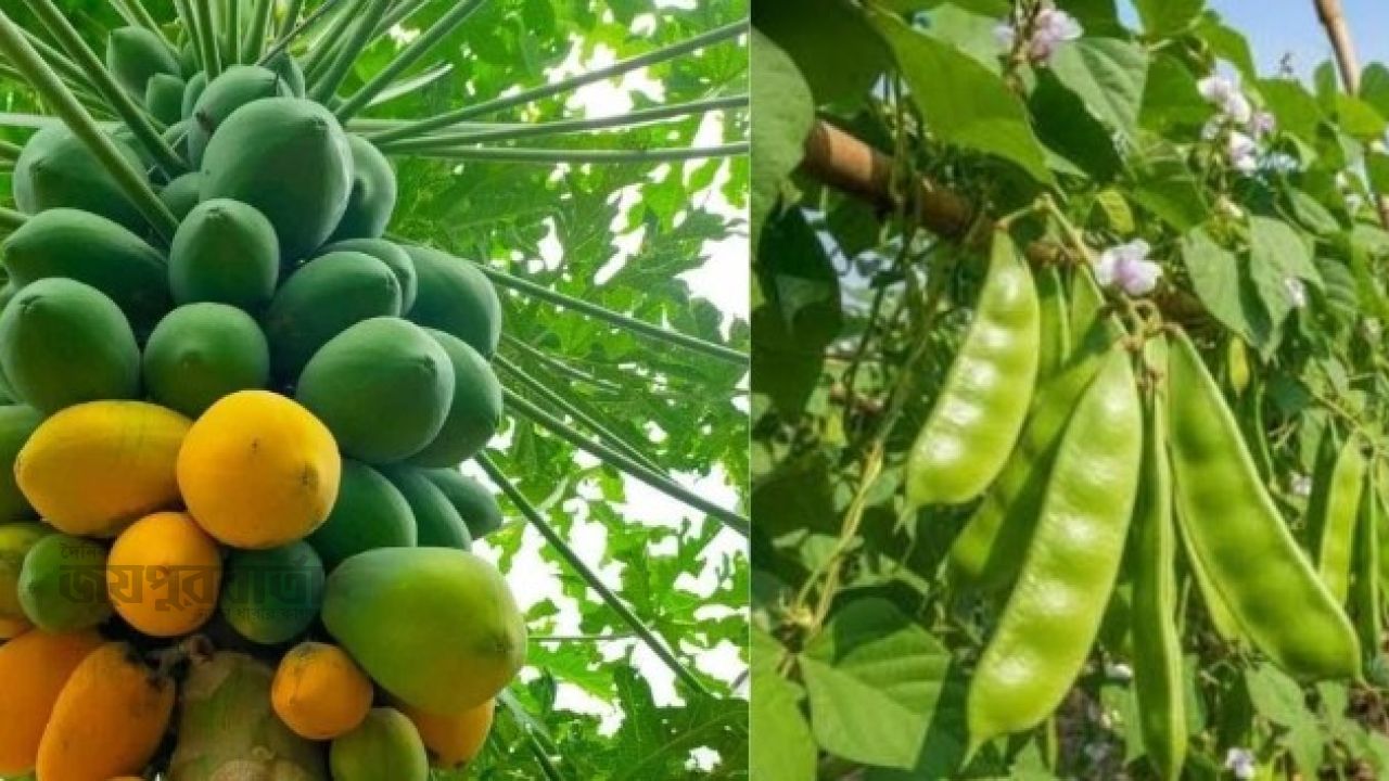 সবচেয়ে সস্তা পেঁপে,শিমের দাম আকাশছোঁয়া