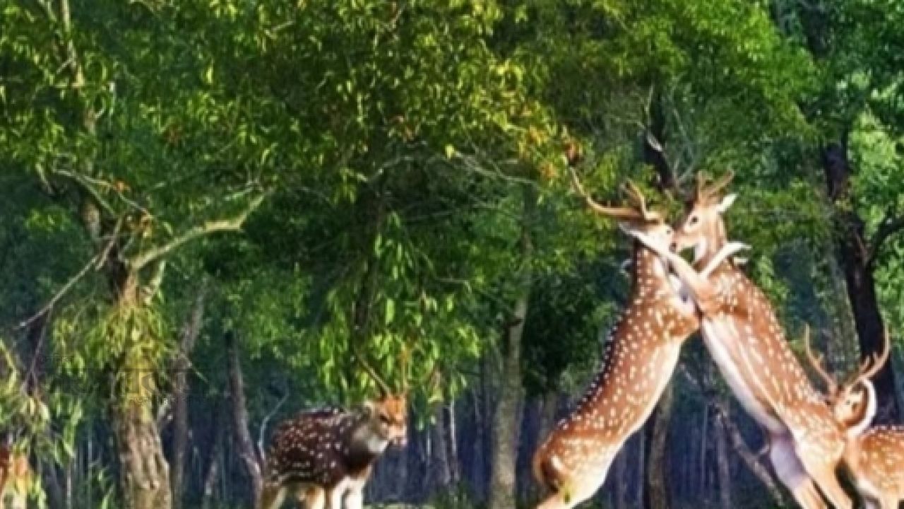 সাতক্ষীরা সুন্দরবনের রেঞ্জে হতাশা,কমেছে পর্যটক-রাজস্ব
