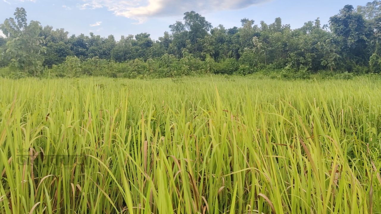 হাতির আবাসস্থলে দখলের চাপ,চুনতি অভয়ারণ্যে বাড়ছে ছনখোলা