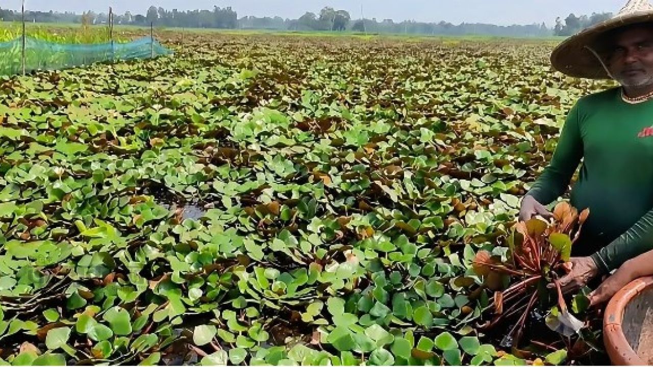 মান্দায় পানিফল চাষে কৃষকের মুখে হাসি,কম খরচে বাড়ছে লাভের স্বপ্ন