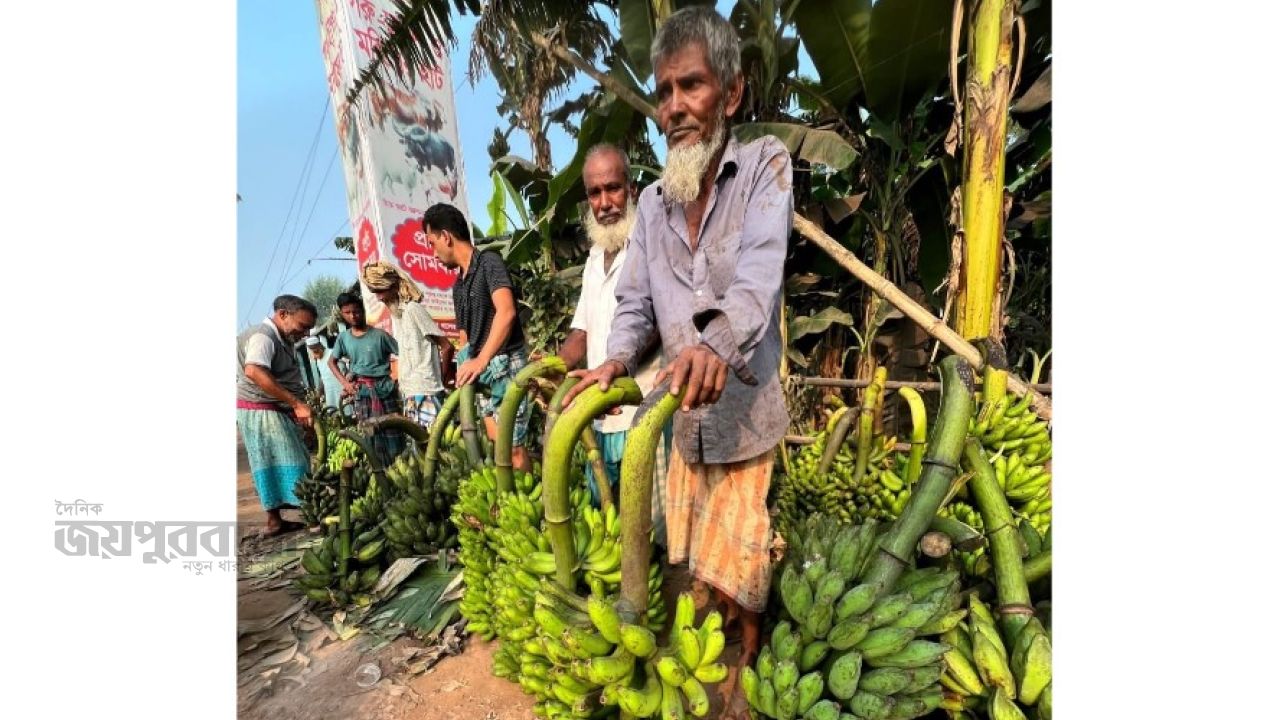 নরসিংদী দুই ঘণ্টার হাটে বিক্রি হয় ১০ লাখ টাকার কলা