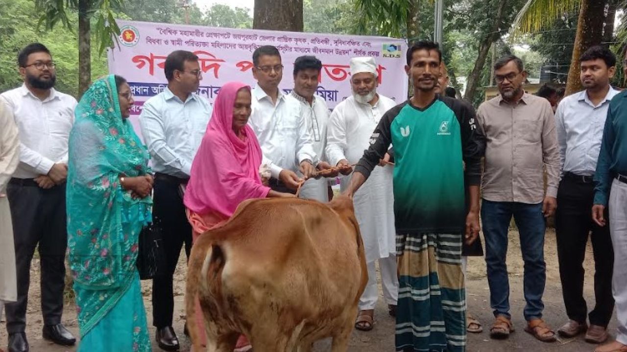ক্ষেতলালে অসহায় নারীদের মাঝে বকনা গরু বিতরণ