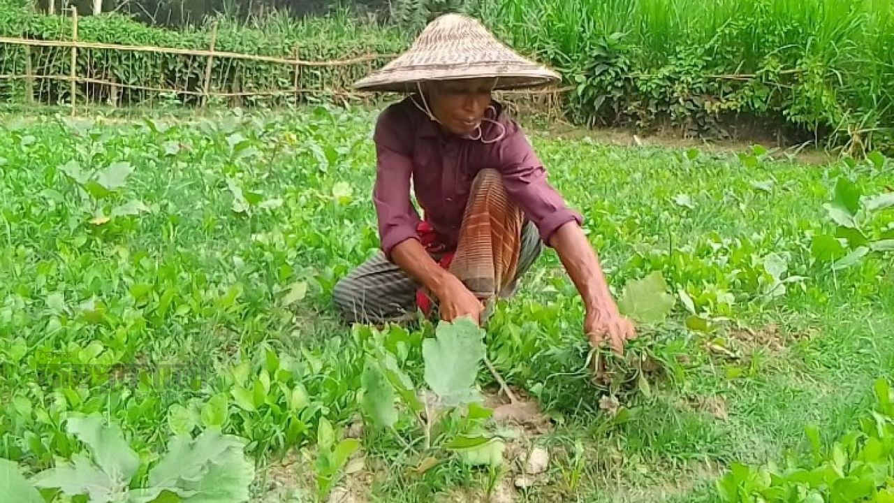 দুপচাঁচিয়ার জাহাঙ্গীর আলমের রঙিন স্বপ্ন বুনছে সবজির ক্ষেত