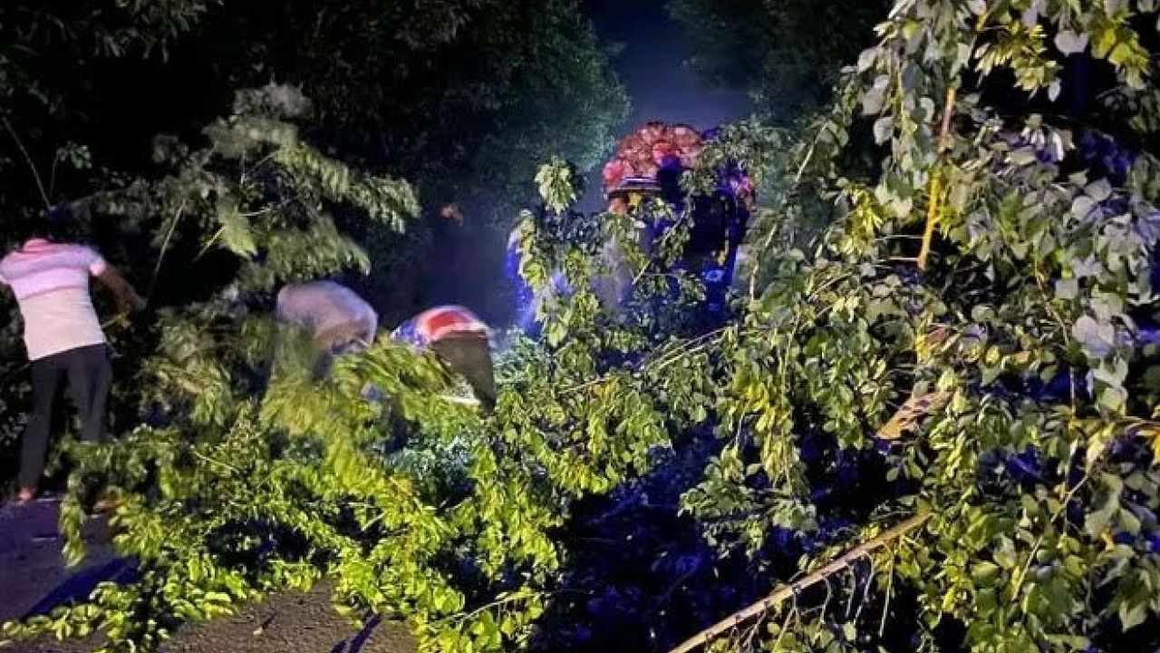 নবাবগঞ্জে সড়কে গাছ ফেলে ডাকাতির চেষ্টা, চার গাড়িতে ভাঙচুর-লুটপাট