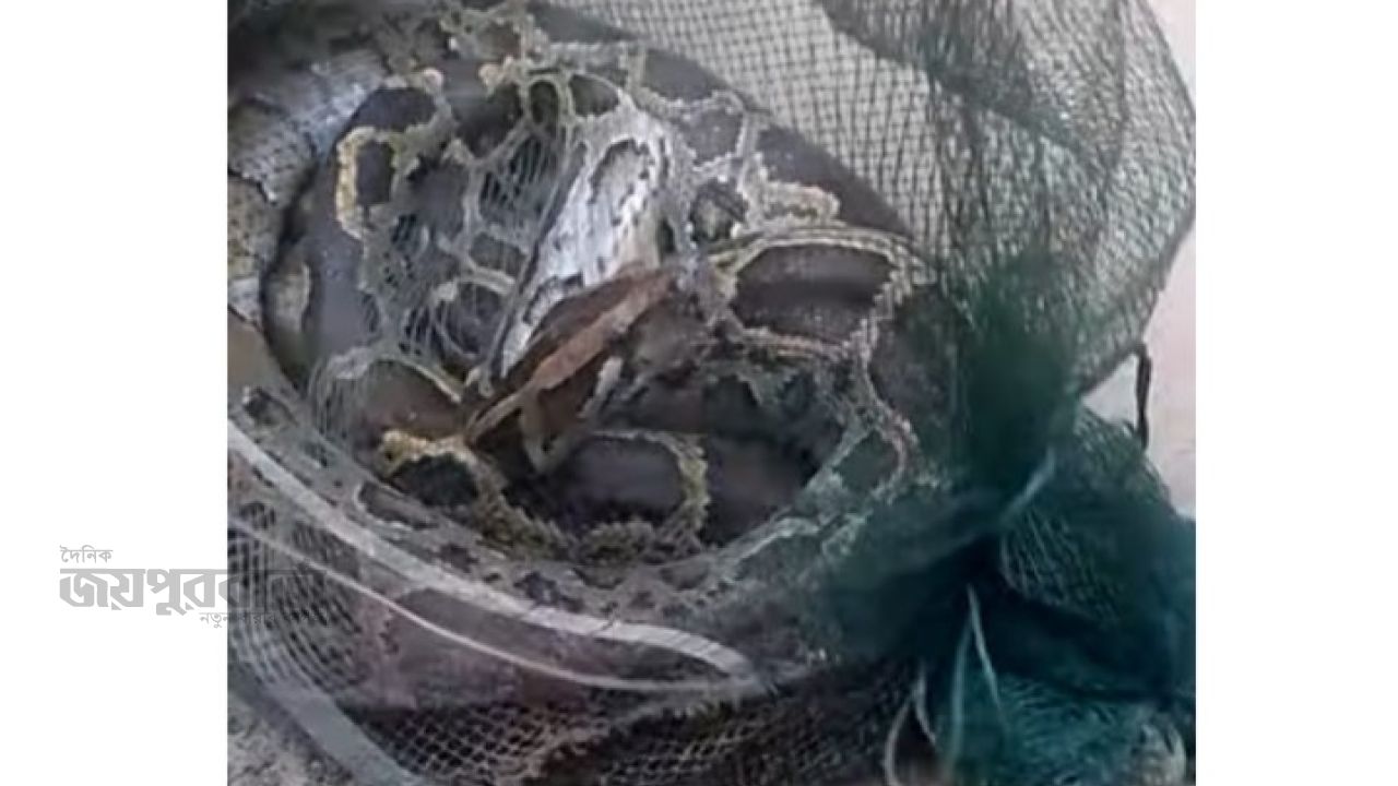 কুড়িগ্রামের সীমান্ত ঘেষাঁ বিলে জালে আটকা পড়ল অজগর