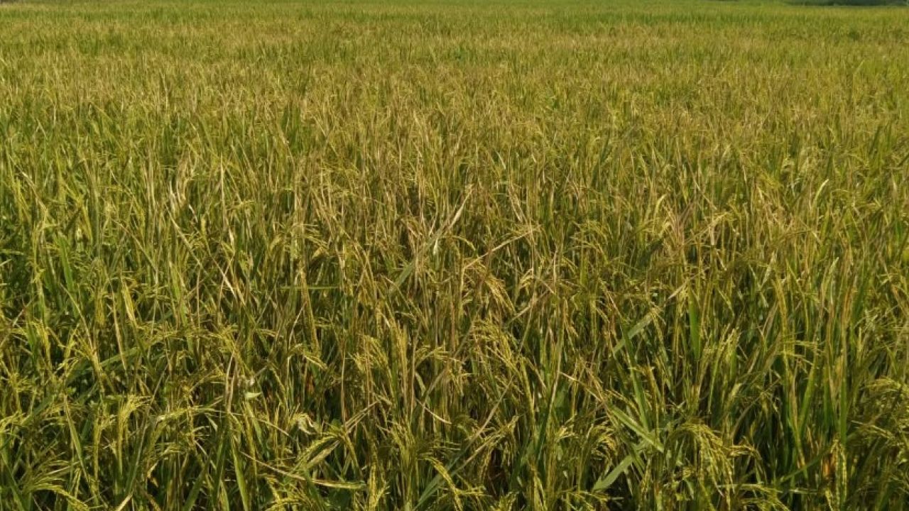 পত্নীতলায় বিষ প্রয়োগে দু্ই একর জমির ধান নষ্টের অভিযোগ