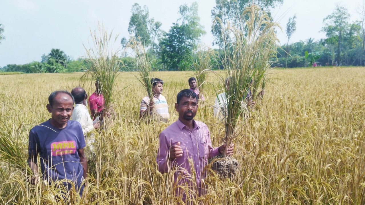 ধামইরহাটে প্রতিপক্ষের শত্রুতার বিষে পুড়লো ১০ বিঘা জমির ধান