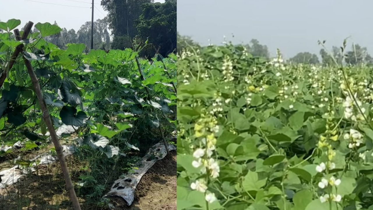 ঘোড়ঘাটে শীতকালীন সবজি পরিচর্যায় ব্যস্ত কৃষক
