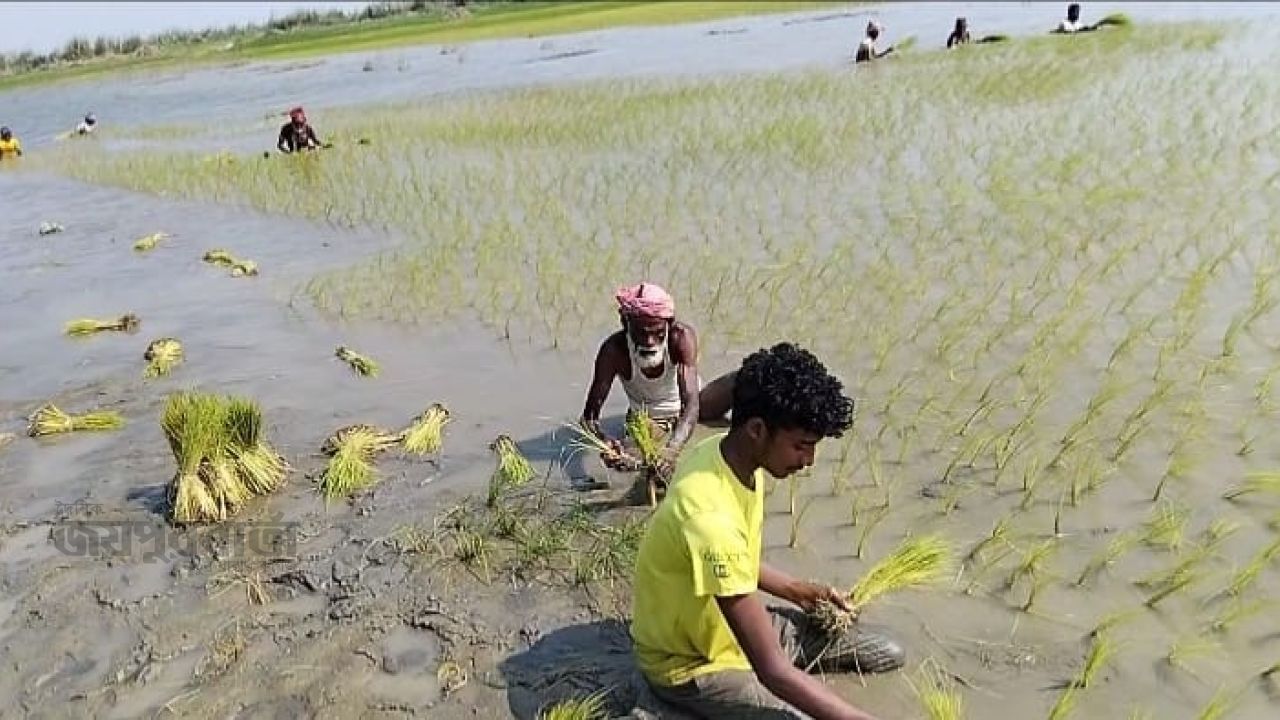 যমুনার চরে বিনাচাষে গাইঞ্জা ধান,কম খরচে সোনালি স্বপ্ন কৃষকের