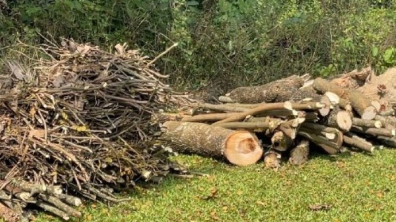 ধোপাখোলা স.প্রা. বিদ্যালয়ের গাছের ডাল কেটে বিক্রির অভিযোগ