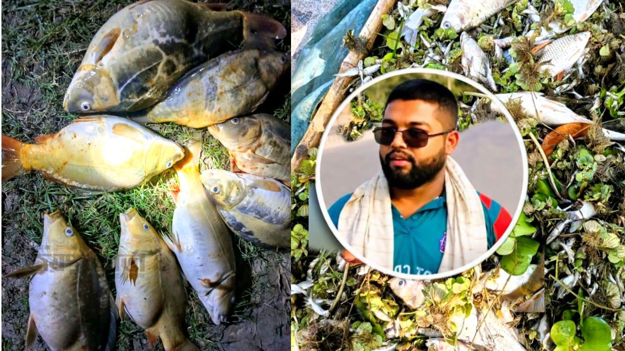 পলাশবাড়ীতে ছাত্রদল নেতার পুকুরে বিষ প্রয়োগে মাছ নিধন