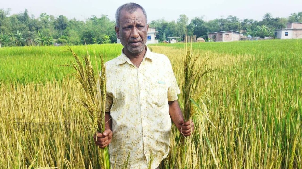 ধামইরহাটে ক্ষতিকারক রাসায়নিক স্প্রে করে ধান নষ্টের অভিযোগ