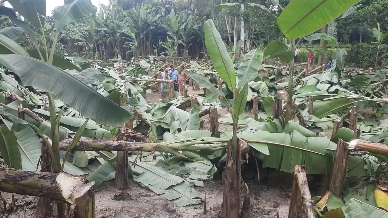 জয়পুরহাট সদর উপজেলায় এক দরিদ্র কৃষকের স্বপ্ন ধুলোয় মিশিয়ে দিয়েছে দুর্বৃত্তরা। 